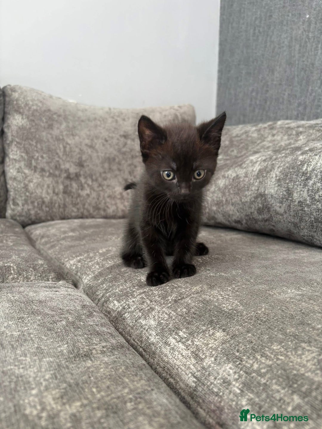 Domestic Shorthair cats for sale: X2 black kittens - Image 5