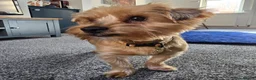 Yorkshire Terrier dogs for sale: 🧸TEDDY🧸 FOR REHOME - Advert 7