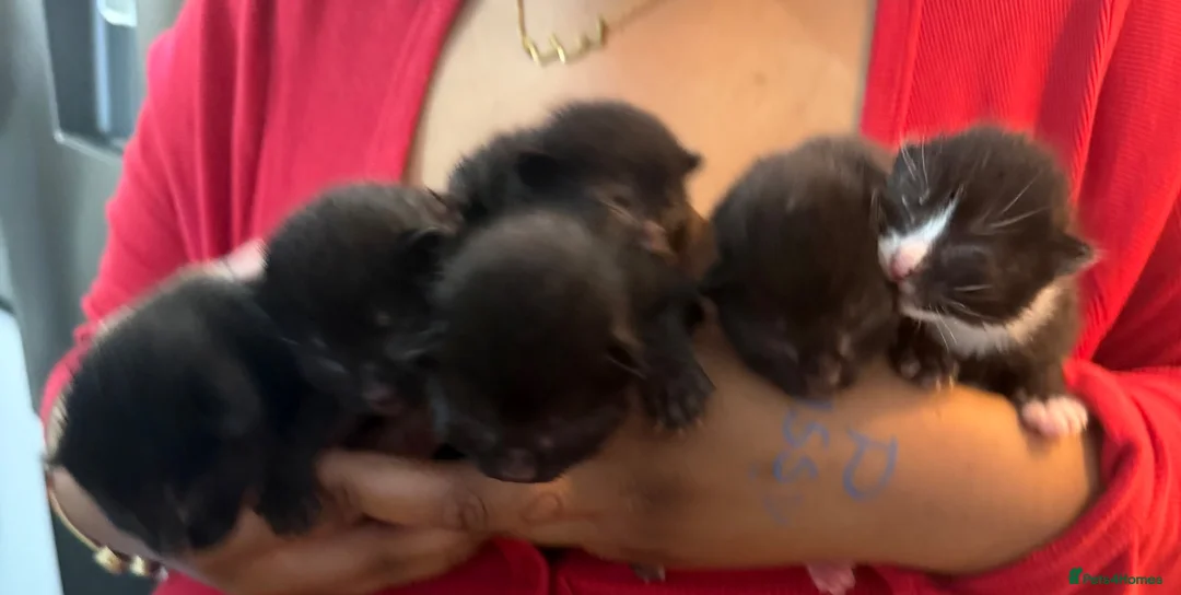 Domestic Shorthair cats for sale: Adorable Kittens looking for Their Forever Homes  - Advert 2