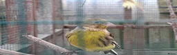Canaries birds for sale: Canaries for sale - Advert 6