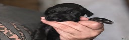 Great Dane dogs for sale: Stunning Great Dane Puppies  - Advert 28