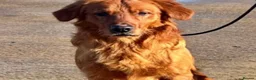 Golden Retriever dogs for sale: Outstanding litter of beautiful health tested pups - Advert 5