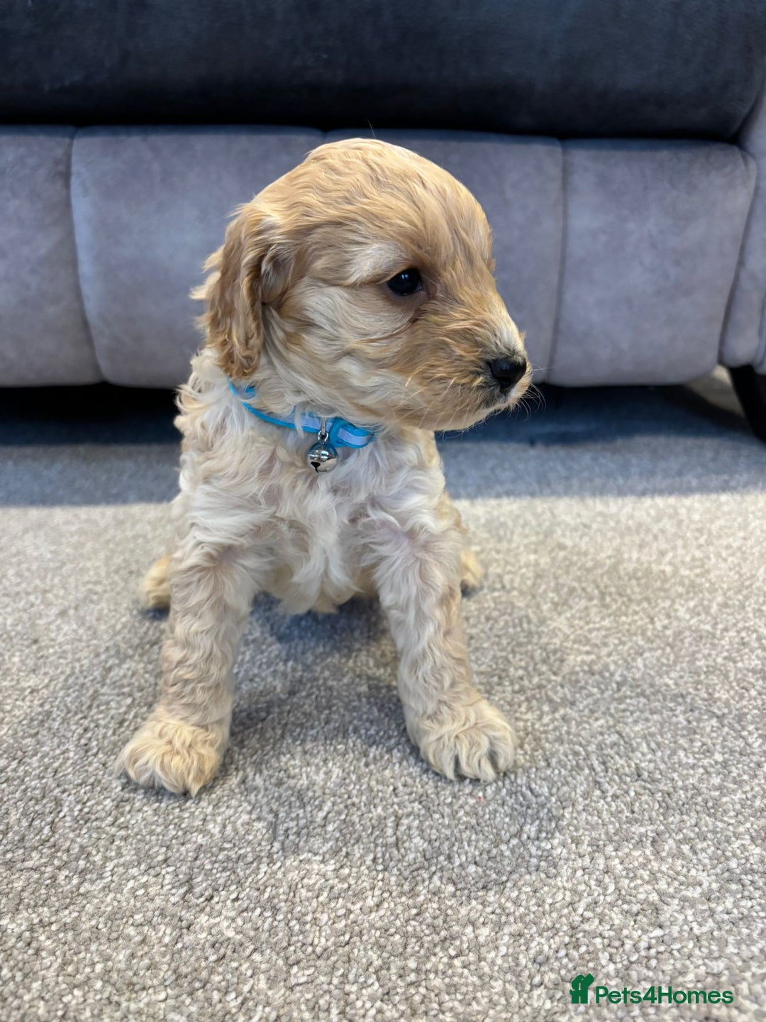 Cockapoo dogs for sale: Six stunning cockapoo puppies - Advert 7