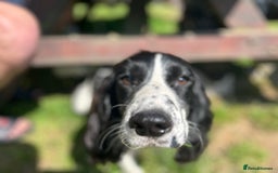 Cocker Spaniel dogs for stud: 3 year old cocker spaniel for stud  - Image 1