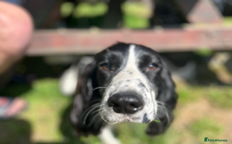 Cocker Spaniel dogs - Advert 1
