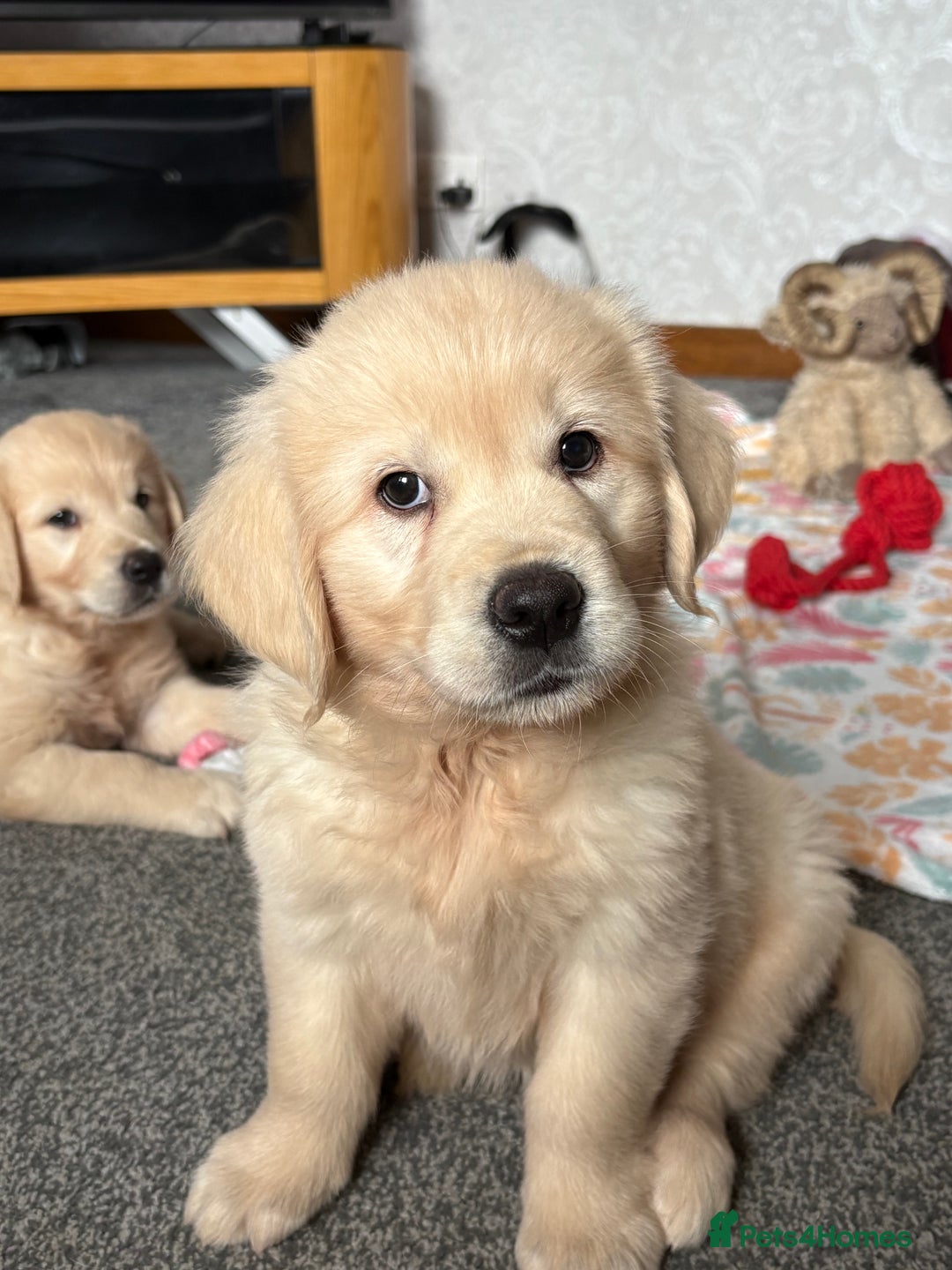 Golden Retriever dogs for sale: Golden retriever puppies  - Image 22