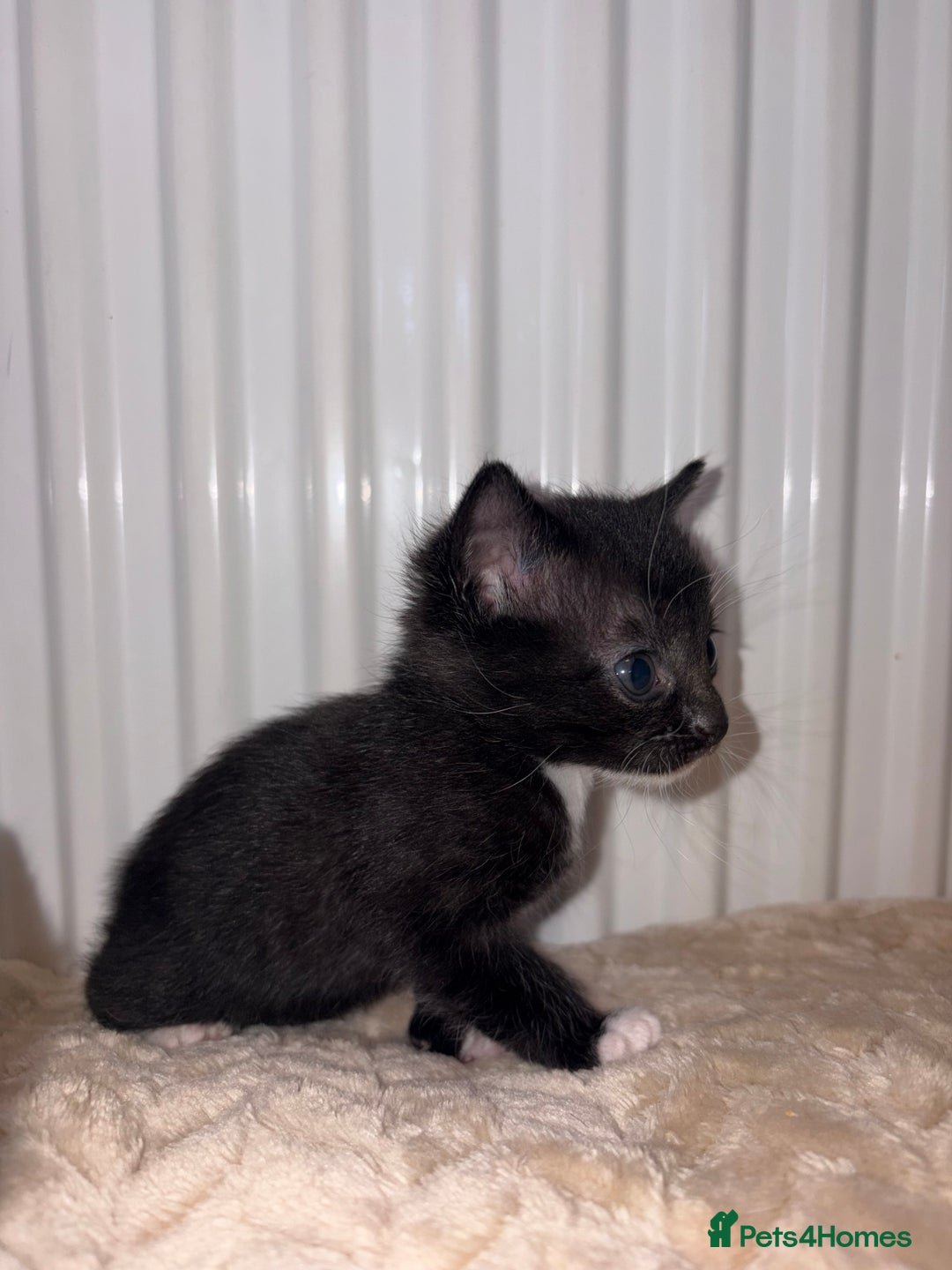 Khao Manee cats for sale: 4 mixed khao manee kittens  - Advert 9