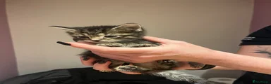 Tabby kitten 4