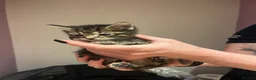 American Shorthair cats for sale: 6 beautiful kittens!! - Advert 16
