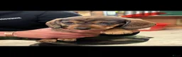 Dachshund dogs for sale: Beautiful wired haired dachshund for sale  - Advert 8