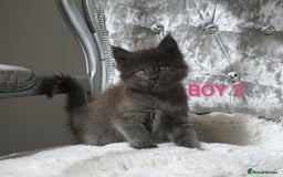Maine Coon cats for sale: SHOW QUALITY MAINE COON KITTENS  - Image 8