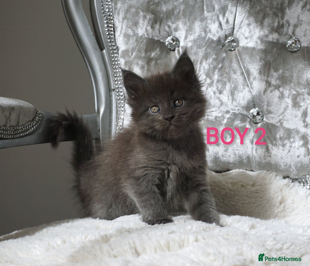 Maine Coon cats for sale: SHOW QUALITY MAINE COON KITTENS  - Image 8