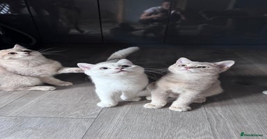 Scottish Fold cats in Croydon - Advert 7