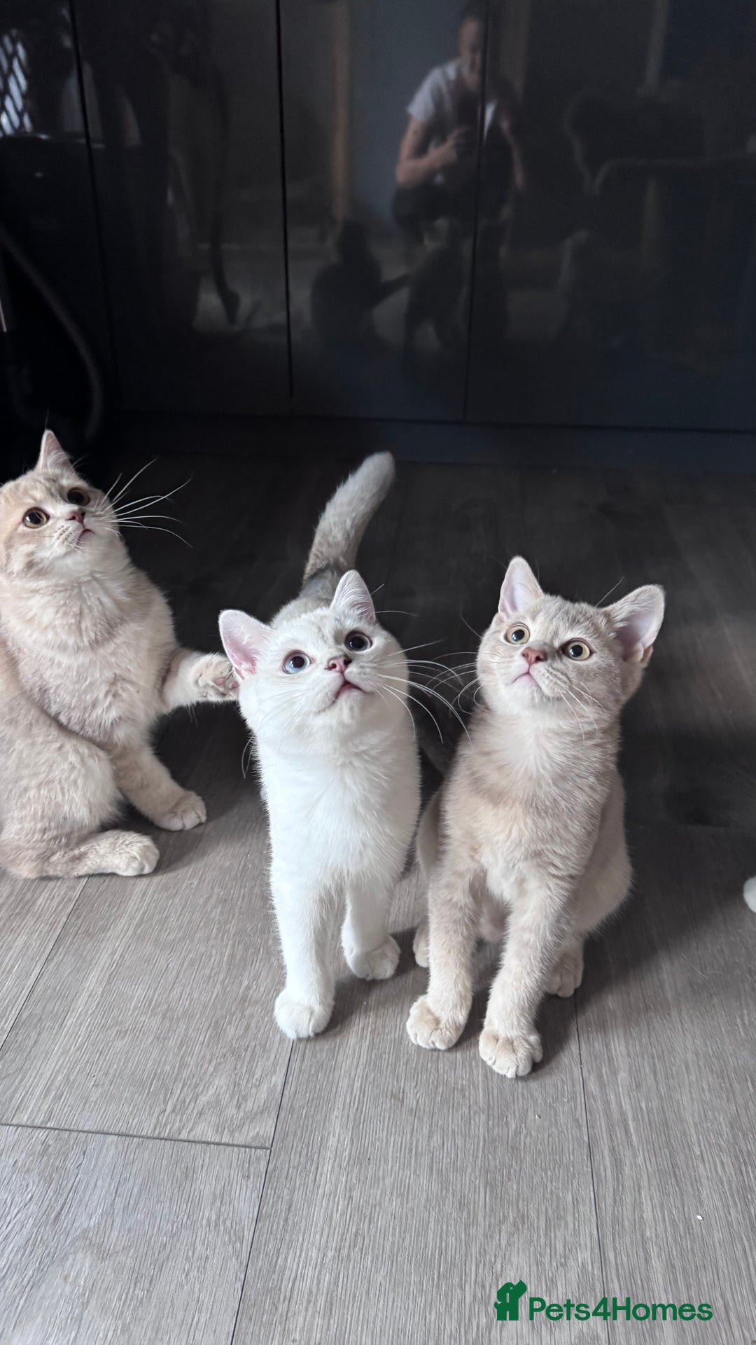 Scottish Fold cats for sale: Tica pedigree Scottish Fold and Scottish straight  in Croydon - Image 3