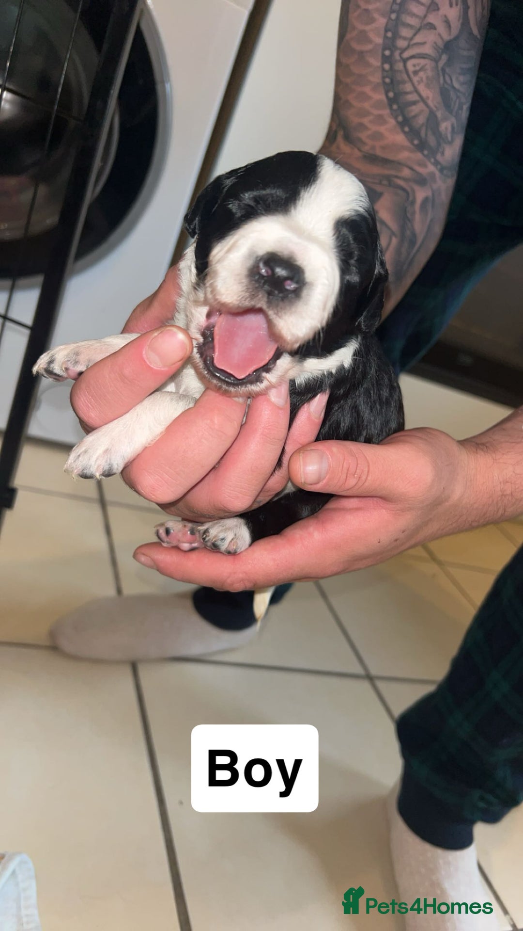 Mixed Breed dogs for sale: 5 beautiful mixed puppies  - Image 6