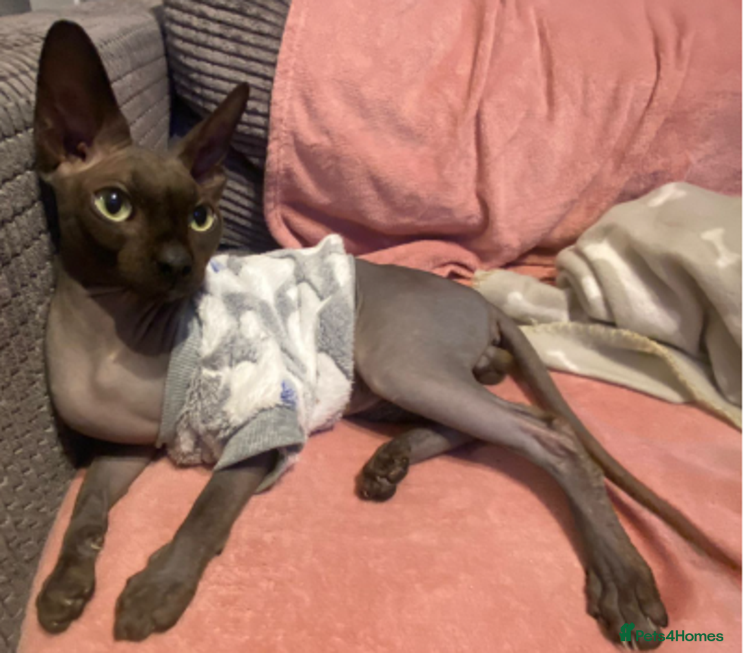 Sphynx cats for sale: Loving cuddly Sphynx - Image 6