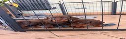 Miniature Dachshund dogs for sale: Beautiful KC registered miniature dachshunds - Advert 29