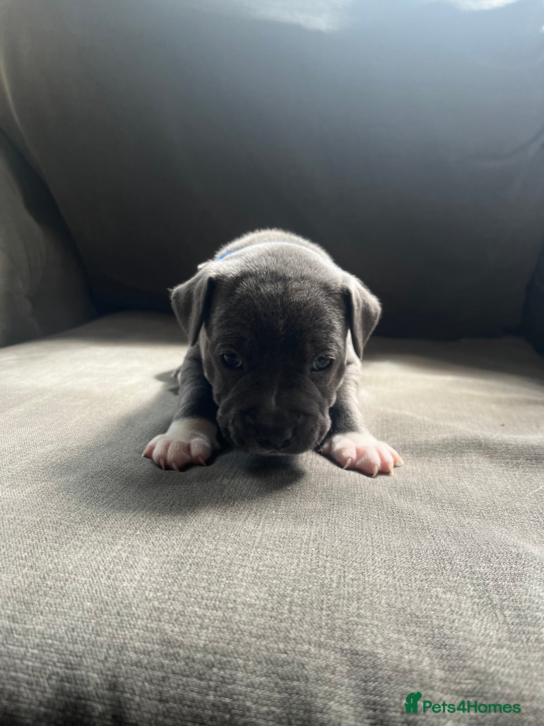 Staffordshire Bull Terrier dogs for sale: Full pedigree blue Staffordshire bull terriers - Image 5
