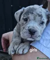 Cane Corso Puppy 2