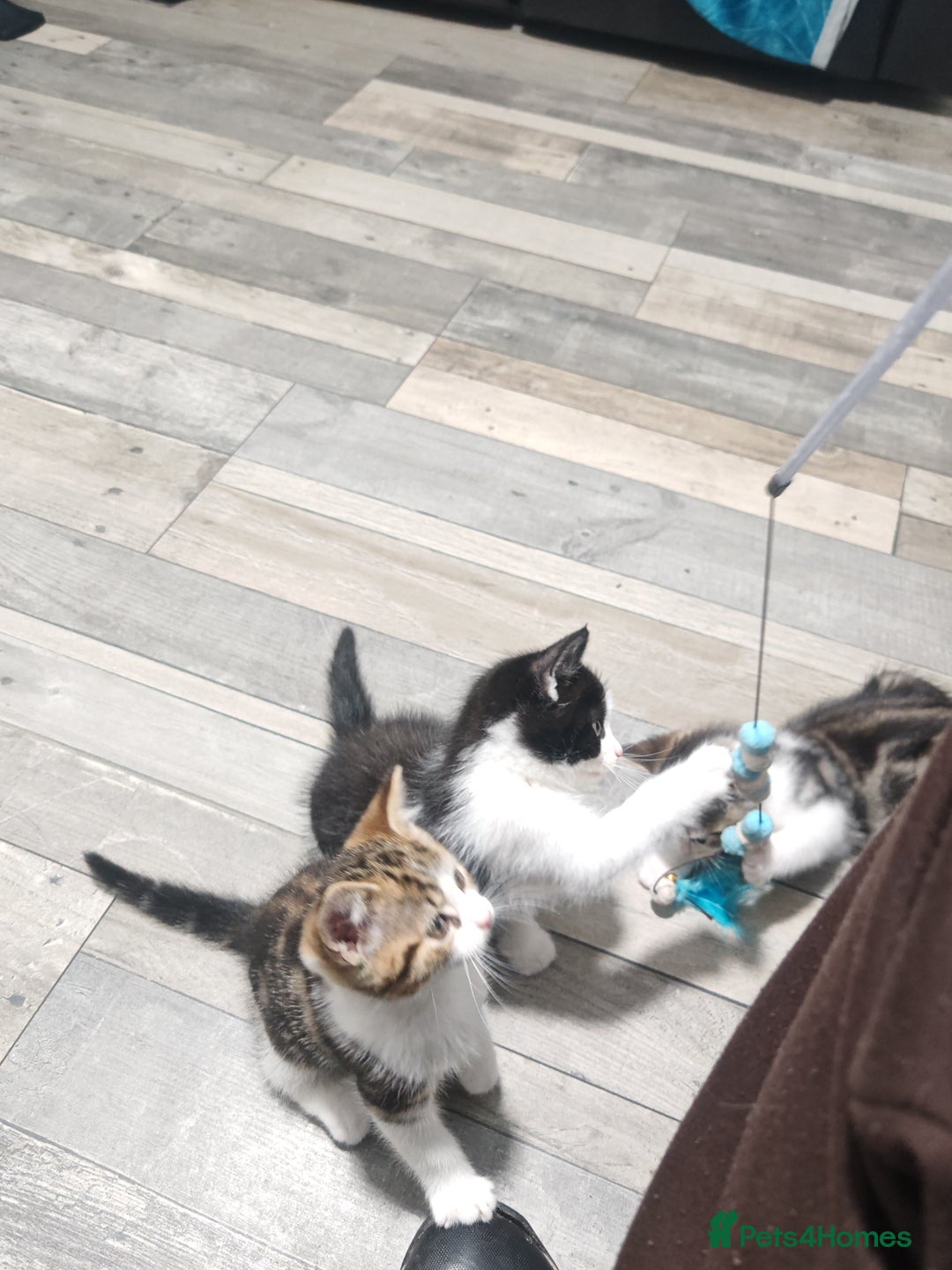 Mixed Breed cats for sale: Kittens for sale!  - Advert 5