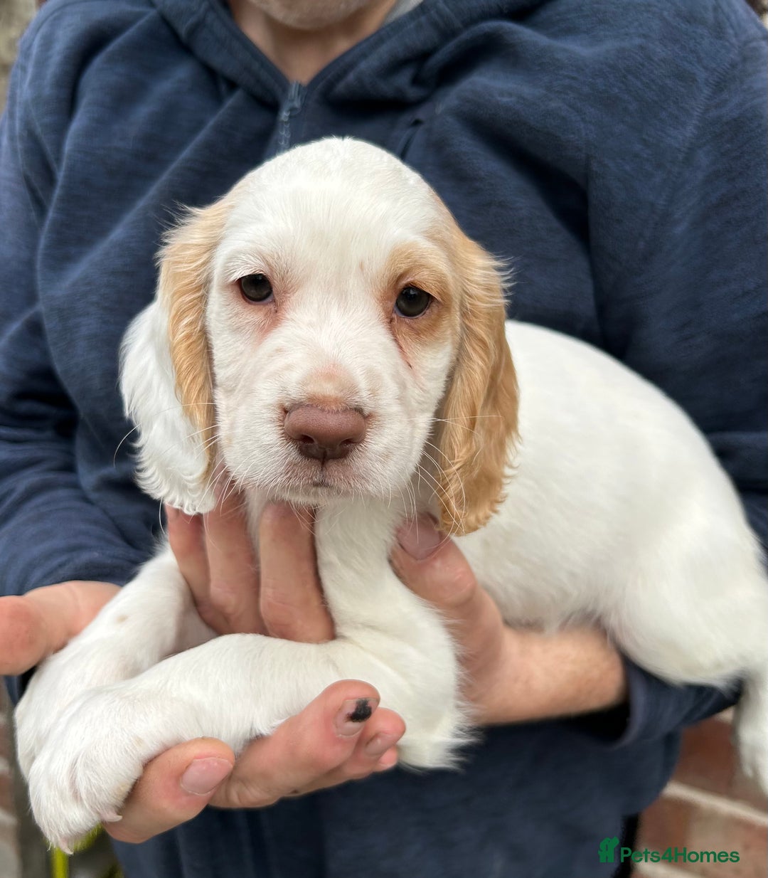 Sprocker dogs for sale: Sprocker puppies mixed litter  - Image 1