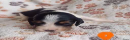 Cocker Spaniel dogs for sale: KC / Health tested Show Type Cocker Spaniels  - Advert 18