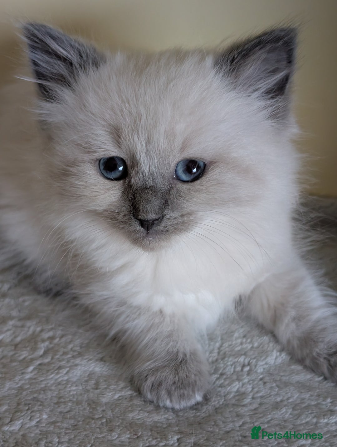 Ragdoll cats for sale:  Ragdoll kitten  - Advert 13