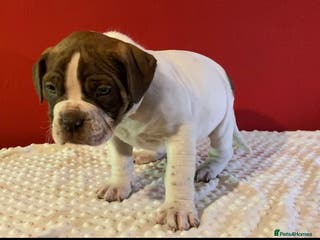 Alapaha Blue Blood Bulldog dogs TOP QUALITY PURE ALAPAHA BULLDOGS - Advert 1