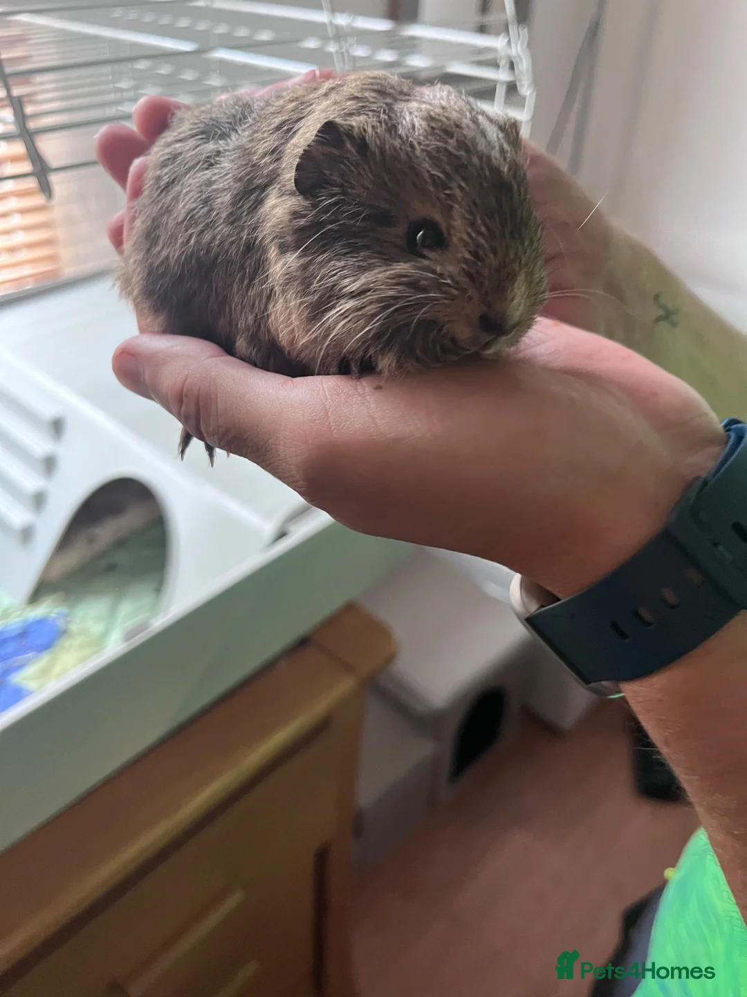 Guinea Pig rodents for sale: 2 Male Guinea Pigs  in Liverpool - Advert 1