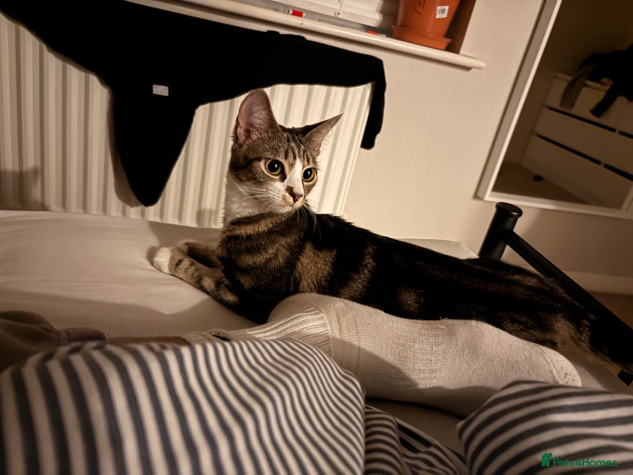 Mixed Breed cats 2 kittens for sale - Advert 2