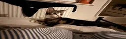 Mixed Breed cats for sale: 2 kittens for sale - Advert 1
