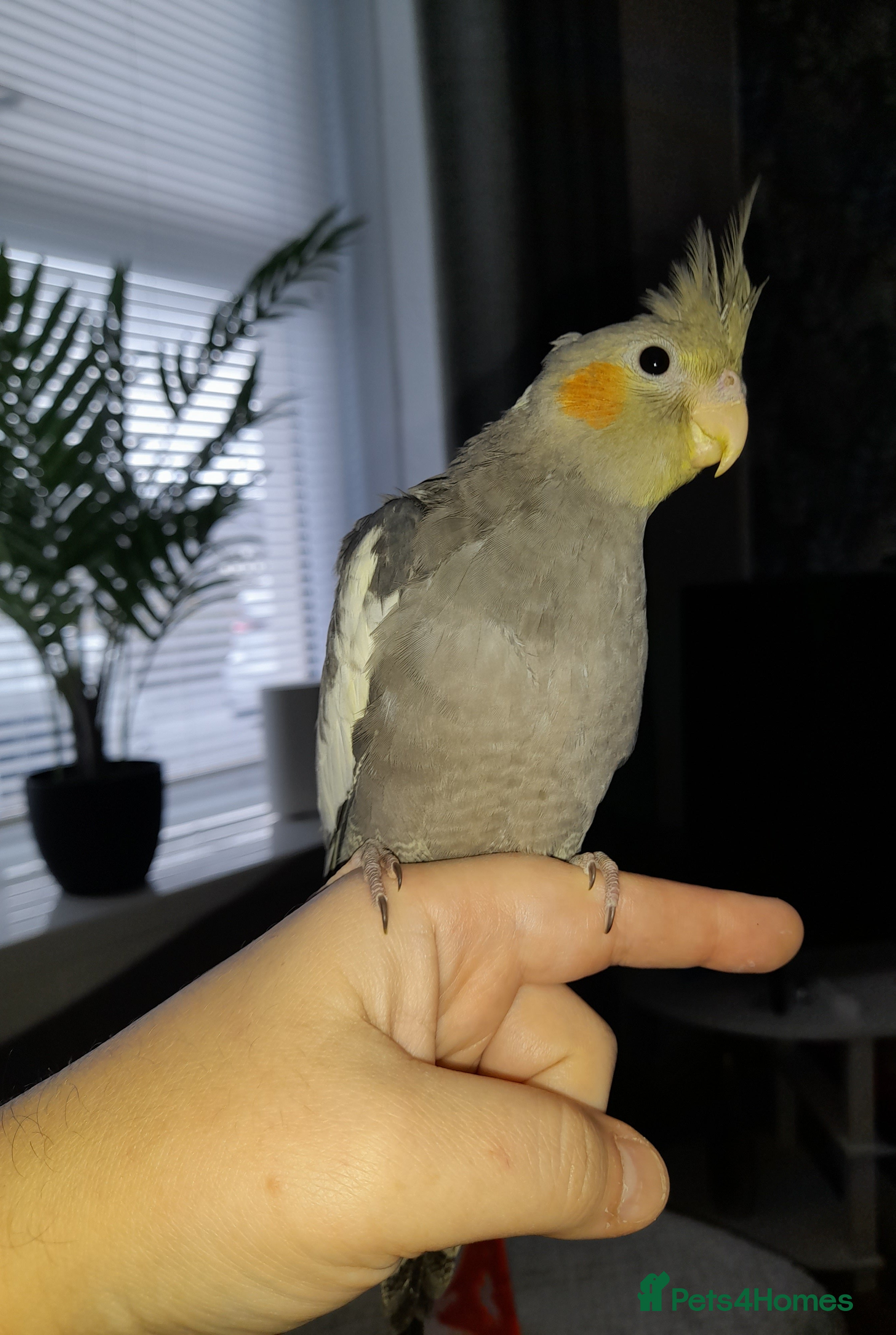 Cockatiels birds Beautiful cockatiels - Advert 2