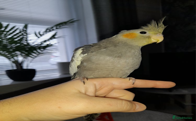 Cockatiels birds Beautiful cockatiels - Advert 1