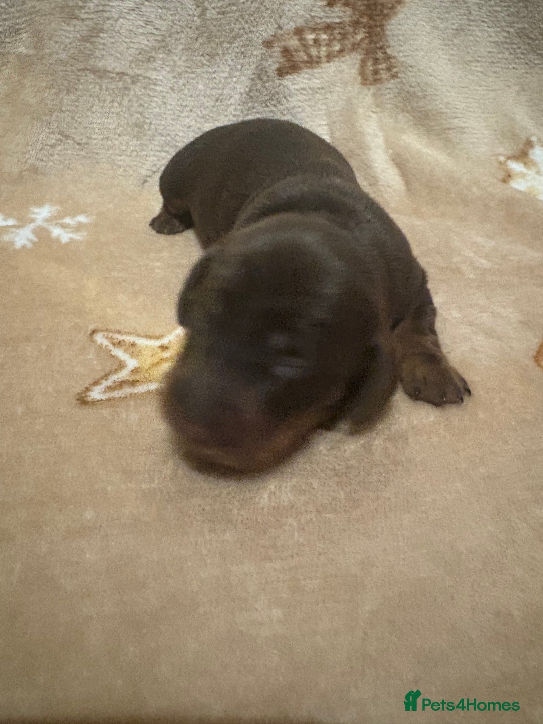 Miniature Dachshund dogs for sale: one girl miniature dachshund  - Advert 13