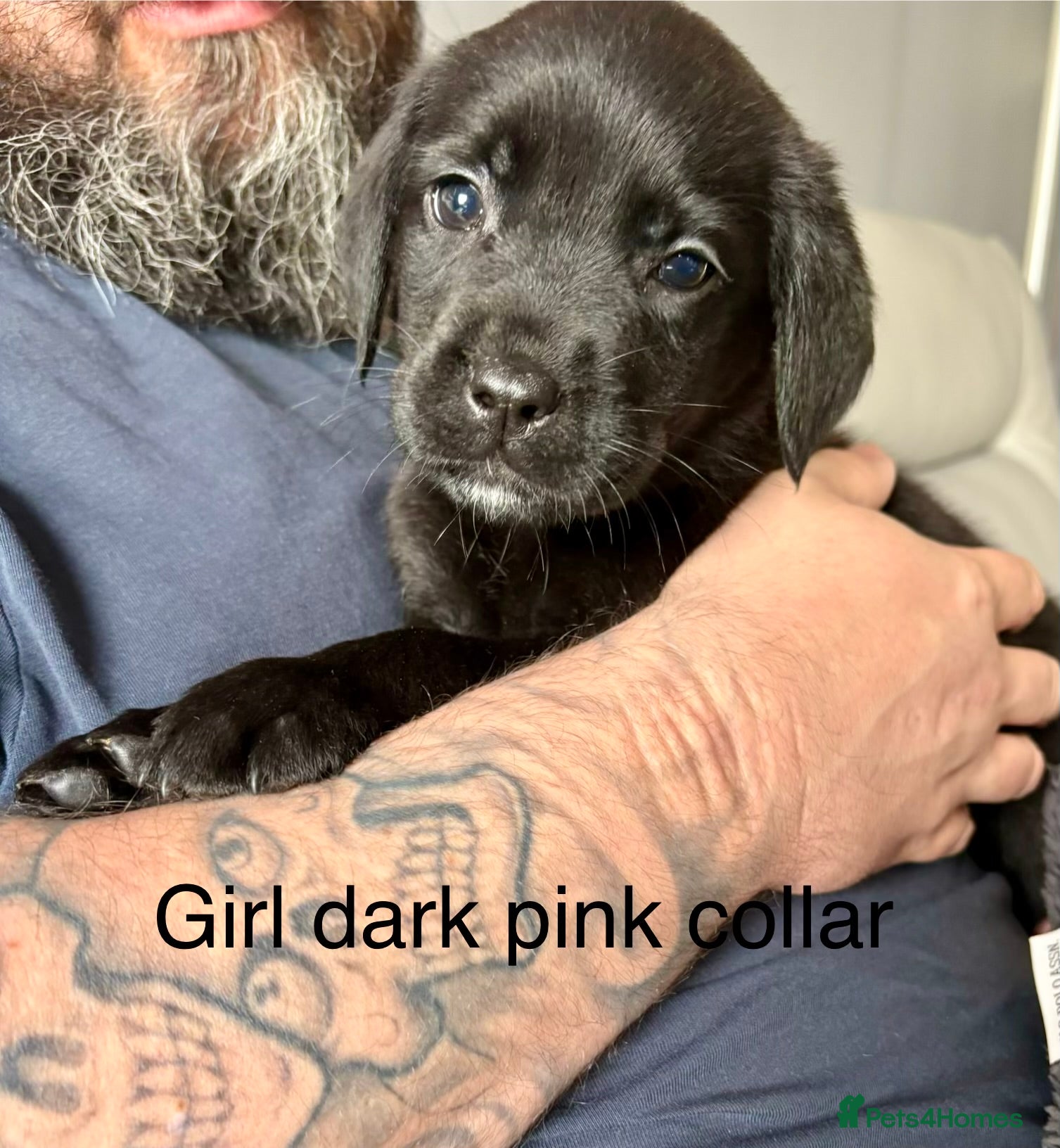 Mixed Breed dogs Stunning Mastador puppies  - Advert 3