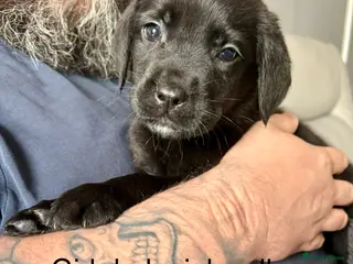 Mixed Breed dogs Stunning Mastador puppies - Advert 3
