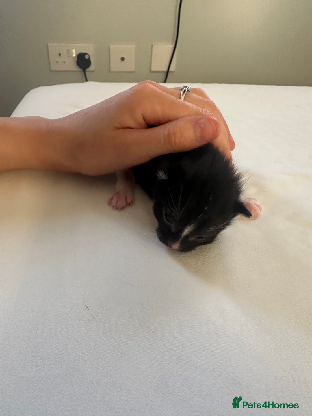 Mixed Breed cats for sale: Kittens  - Image 5