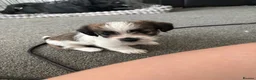 Mixed Breed dogs for sale: 4 gorgeous mini shih tzu x jack russels - Advert 27