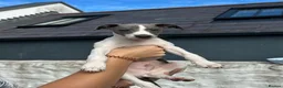 Whippet dogs for sale: 🥰LAST TWO WHIPPET BOYS REMAINING🥰 - Advert 6
