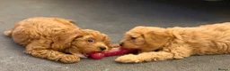 Cavapoo dogs for sale: Fox red cavapoo cuties  in Dartford - Advert 9