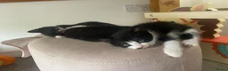 Mixed Breed cats for sale: 4 beautiful boys - Advert 3