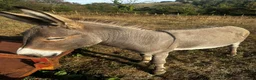 Donkey livestock for sale: Loving perfect marks 11.2hh 3yr intact male donkey - Advert 8