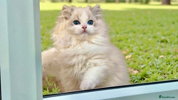 Ragdoll cats - Advert 6