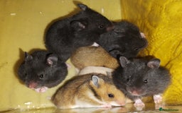 Hamster rodents for sale: Beautiful male and female Syrian hamsters  - Image 6