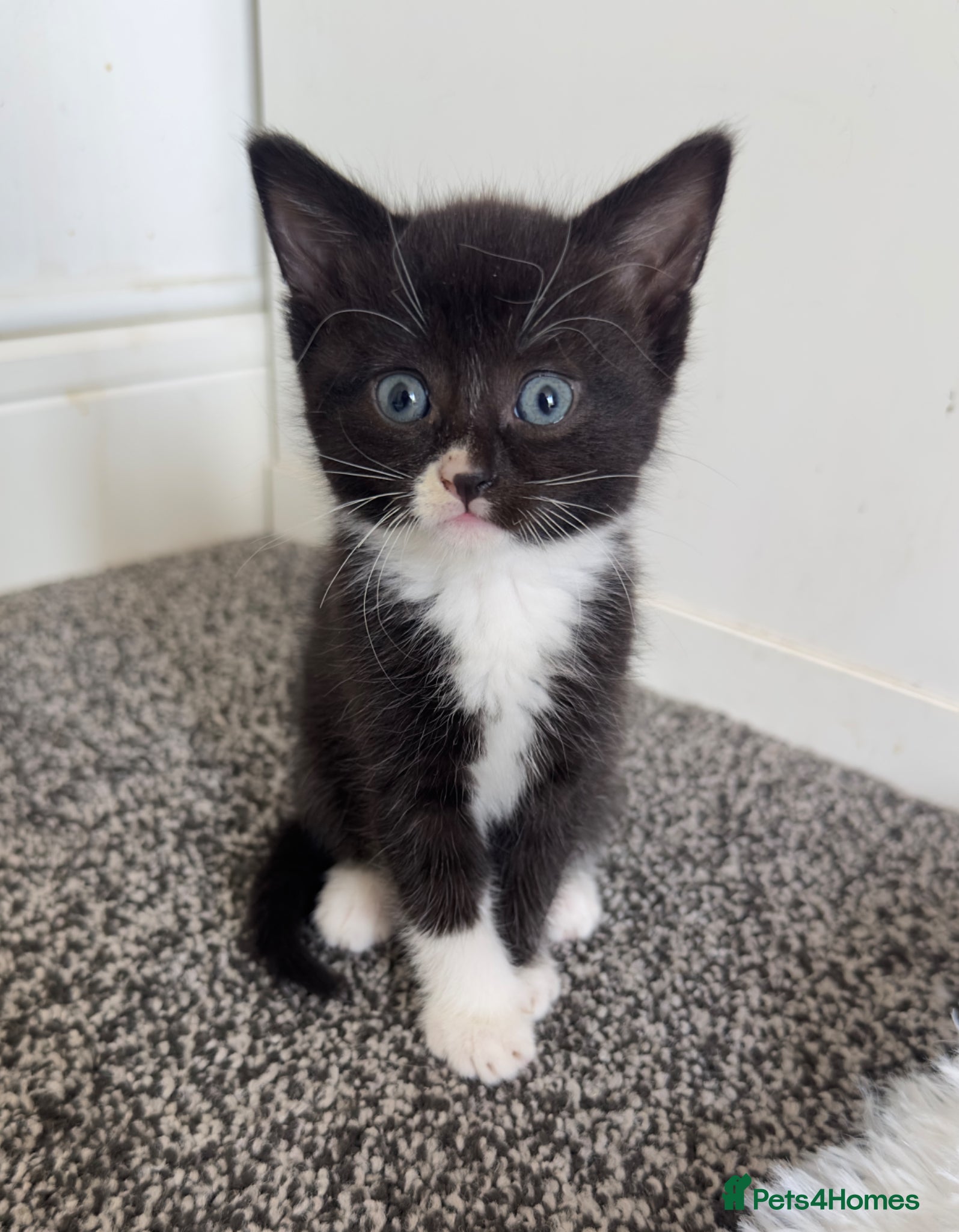 Mixed Breed cats black/white female left :)  - Advert 8