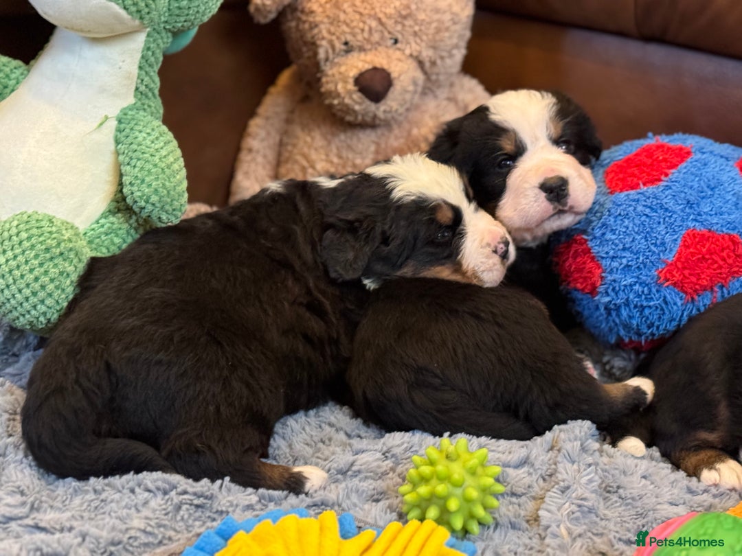 Bernese Mountain Dog dogs for sale: Beautiful KC Litter  - Advert 16