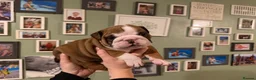 English Bulldog dogs for sale: 🌸💙 top blood line English bulldogs 🌸💙❤️ - Advert 39
