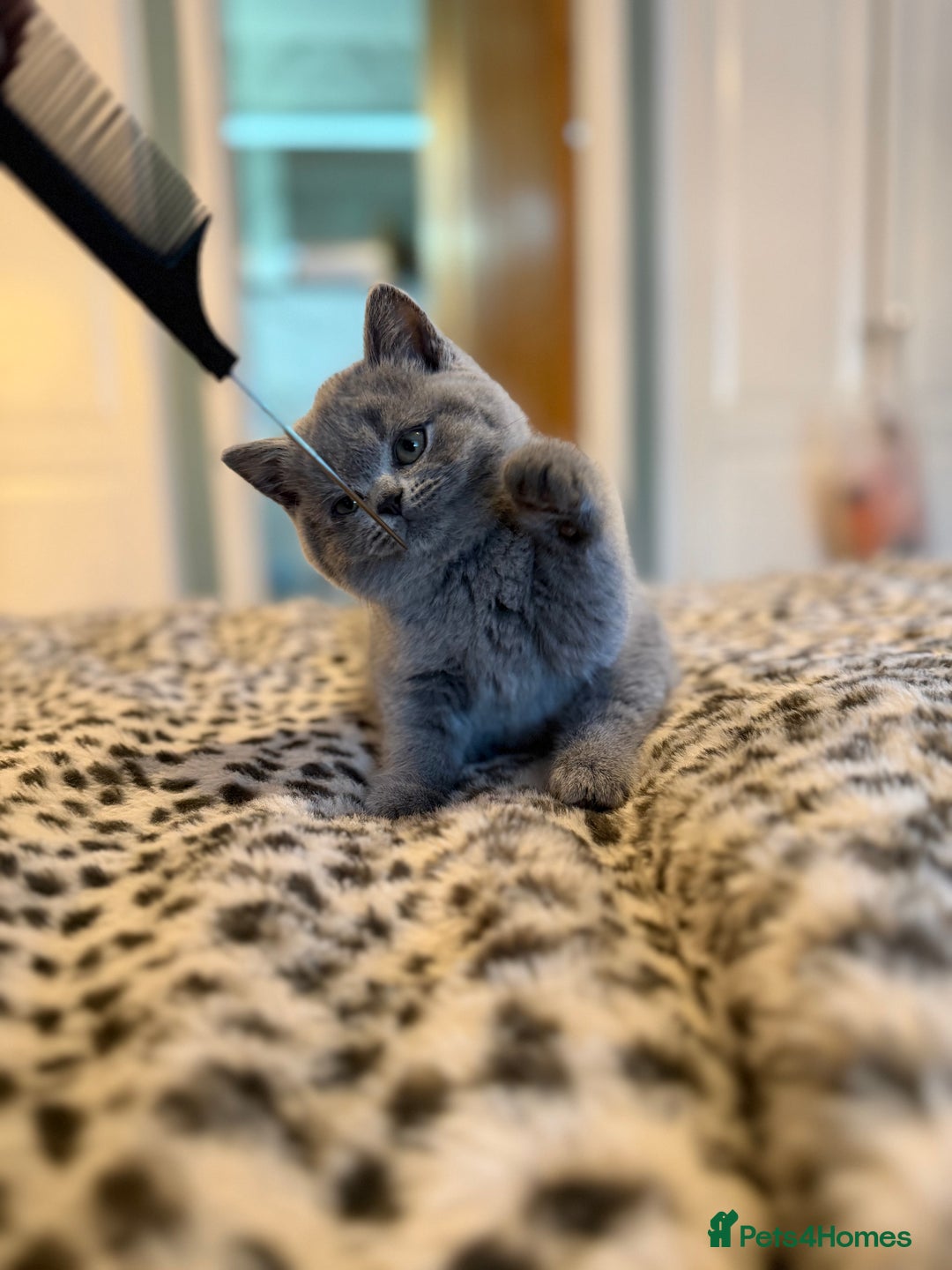 British Shorthair cats for sale: 3 Plush British shorthair kittens ❤️ - Advert 2