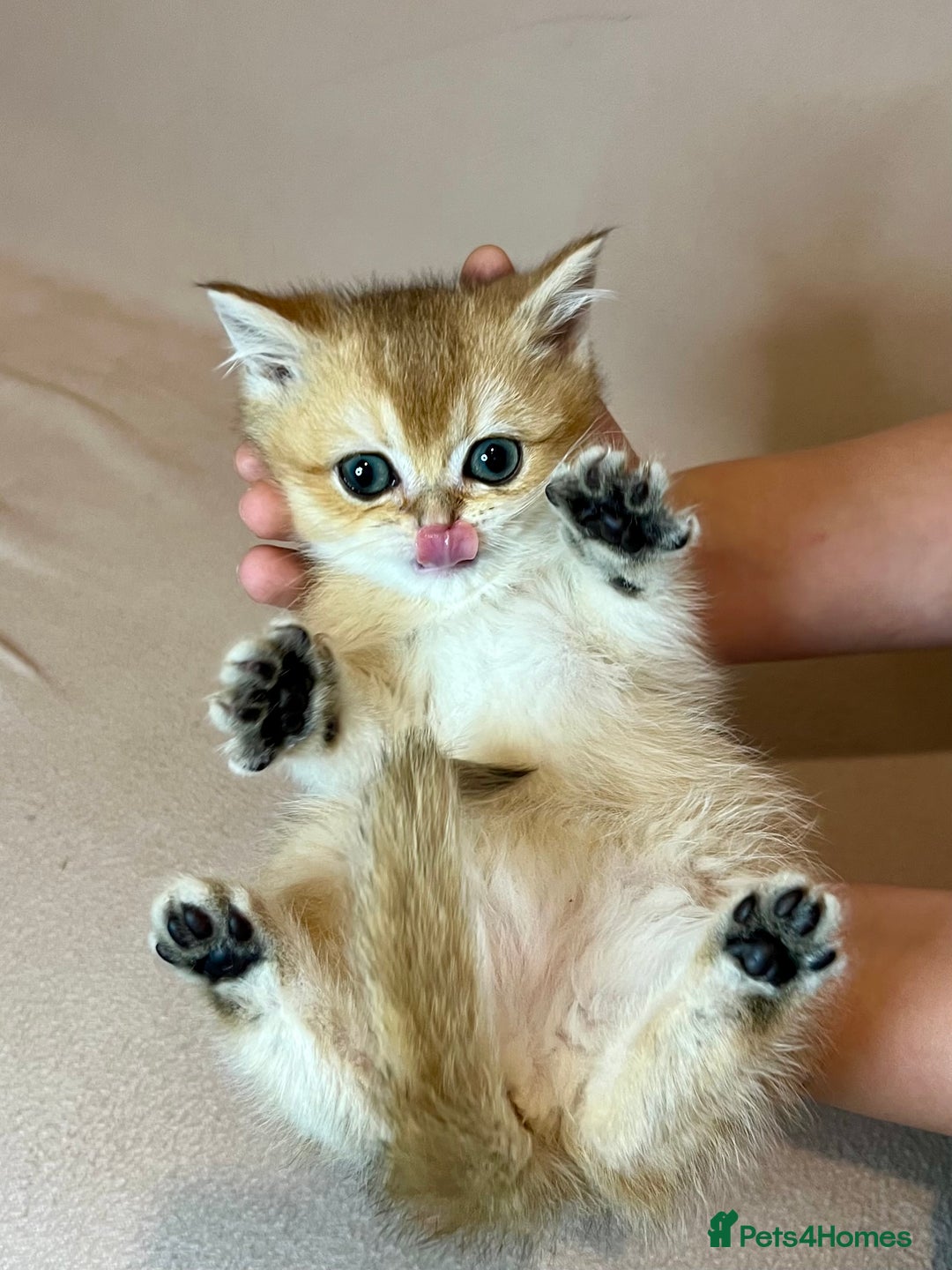 British Shorthair cats for sale: 🐾 Pure BSH Kittens 🐾  - Advert 32