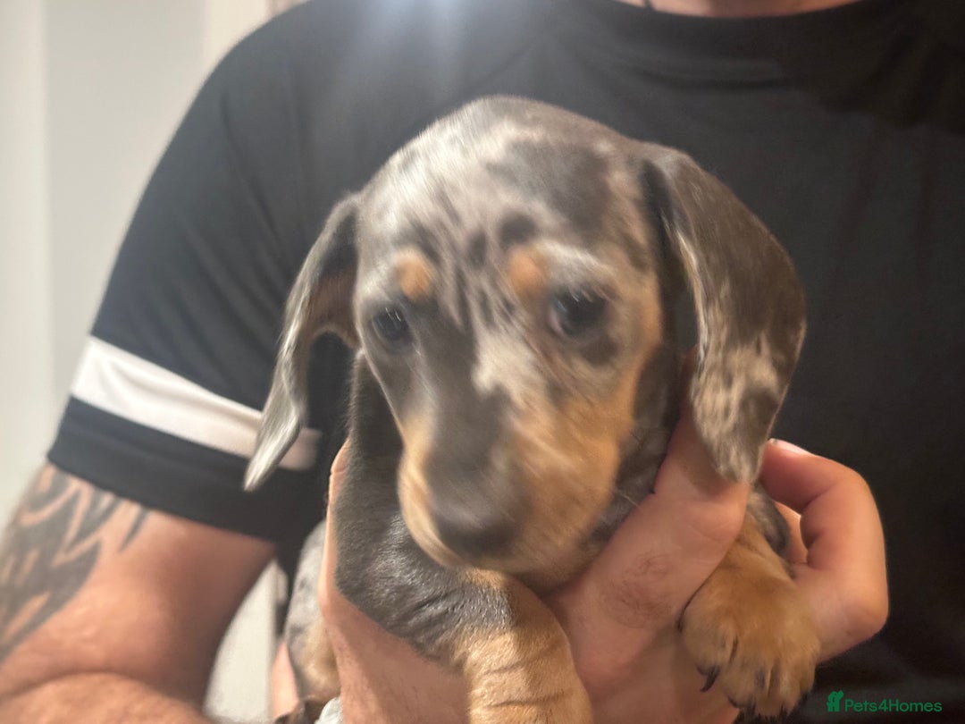 Miniature Dachshund dogs for sale: Little Legs, Big Hearts, Miniature Dachshunds x - Image 10